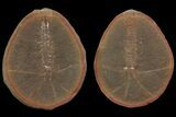 Fossil Syncarid Shrimp (Acanthotelson) Nodule - Mazon Creek #113238-1